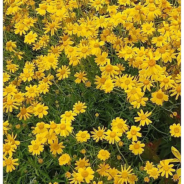 Wüste Goldaster - Eriophyllum,anatum günstig online kaufen