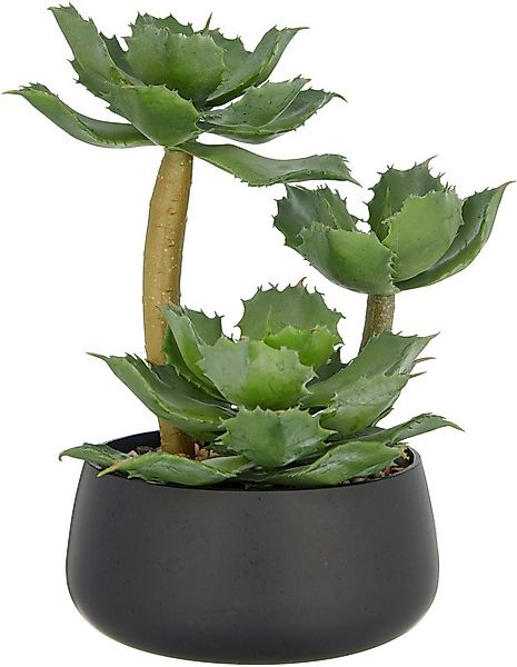 Kunstpflanze Echeveria, Creativ green, Höhe 28 cm, mit dekorativem Kies günstig online kaufen