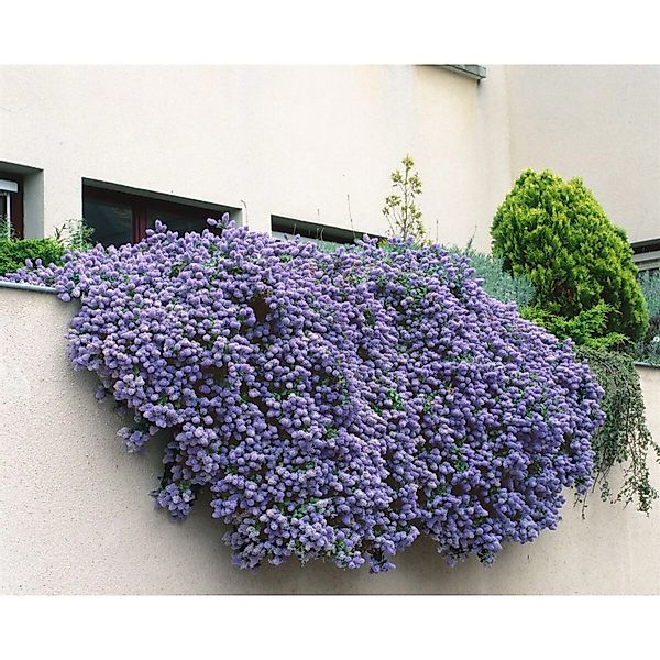 Ceanothus Cascade Säckelblume Blau 175–200 cm günstig online kaufen