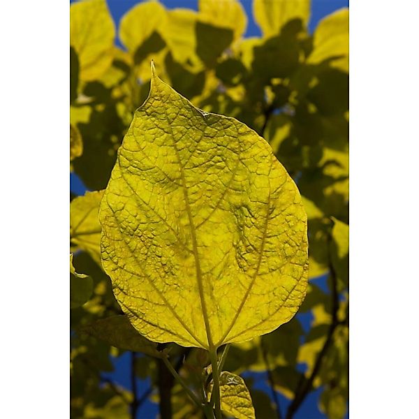 Catalpa Bignonioides Aurea Trompetenbaum Goldgelb 200–250 cm günstig online kaufen