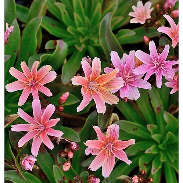 Bitterwurz Little Plum - Lewisia,ongipetala günstig online kaufen