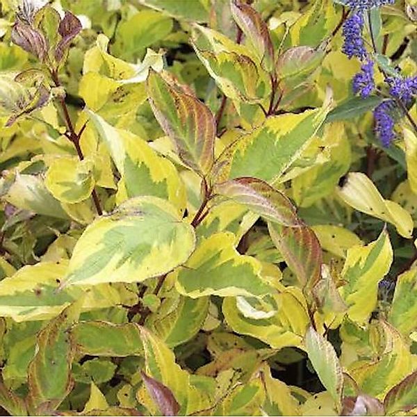 Hartriegel Gouchault 80-100cm - Cornus alba günstig online kaufen