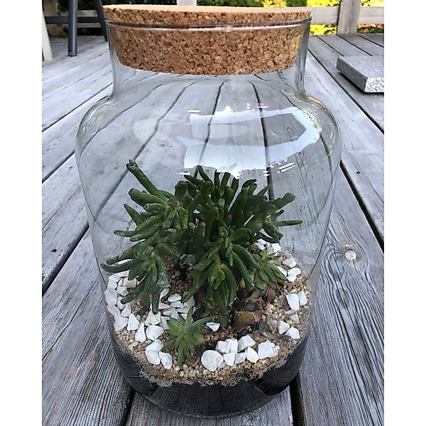 Annastore Tischvase XXL Pflanzenterrarium - Terrarium günstig online kaufen