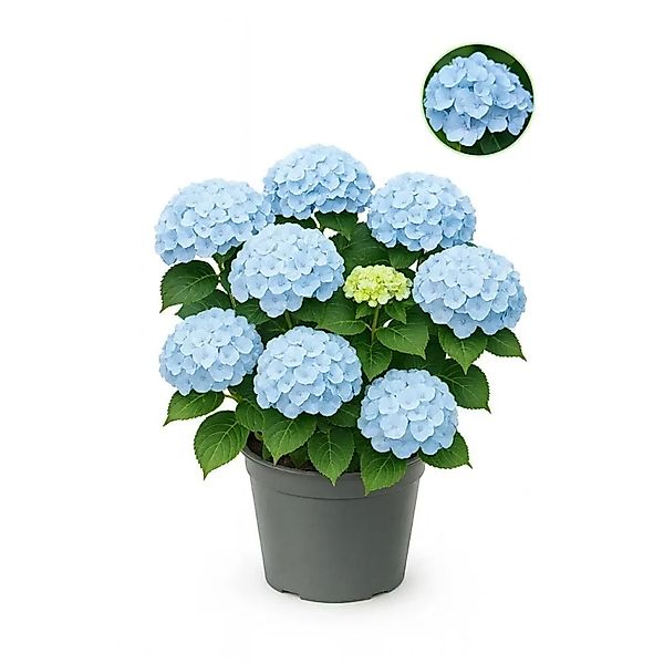 Exotenherz Hortensia Hydrangea Forever & Ever Blau 7-12 Blüten 23cm Topf günstig online kaufen