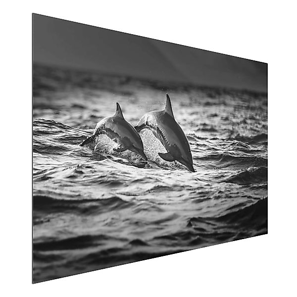 Alu-Dibond Bild Schwarz-Weiß - Querformat 3:2 Zwei springende Delfine günstig online kaufen