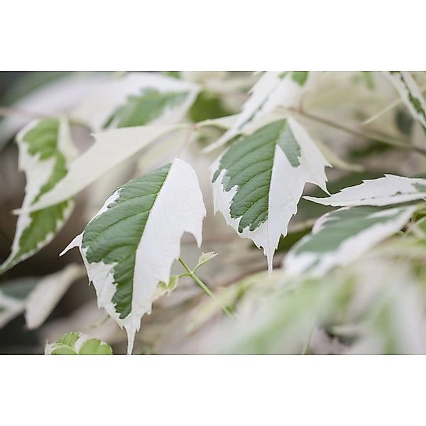 Acer Negundo Flamingo Eschen-Ahorn Rosa-Weiß 100–150 cm günstig online kaufen