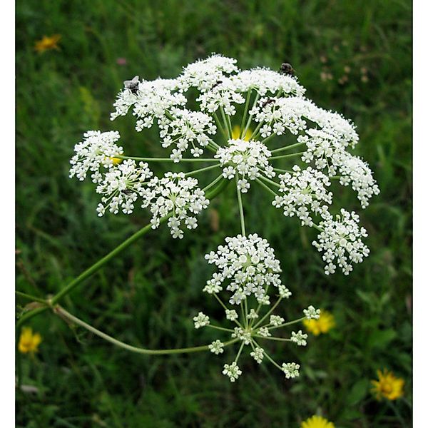 Berg-Haarstrang - Peucedanum oreoselinum günstig online kaufen