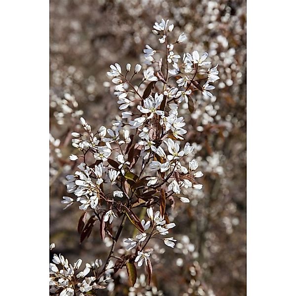 Amelanchier Rainbow Pillar Felsenbirne 80 cm Stammhöhe günstig online kaufen
