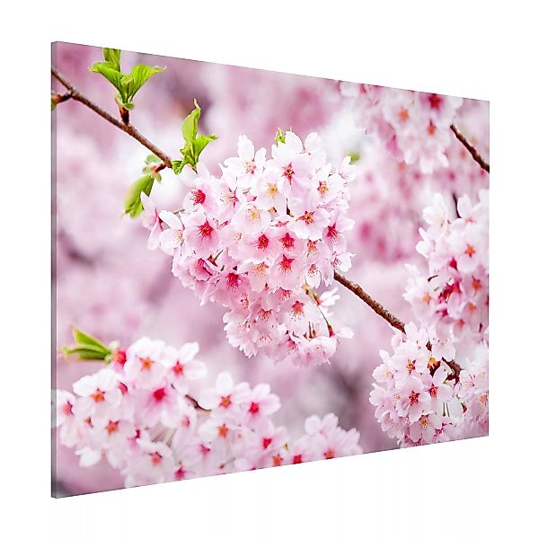 Magnettafel Japanische Kirschblüten günstig online kaufen