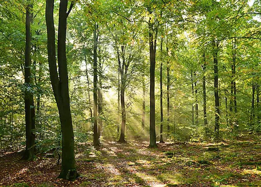 Papermoon Fototapete »Forrest morning« glatt günstig online kaufen