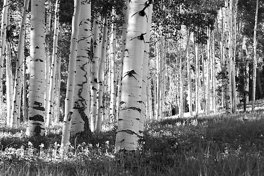 Papermoon Fototapete »Birkenwald Schwarz & Weiß« günstig online kaufen