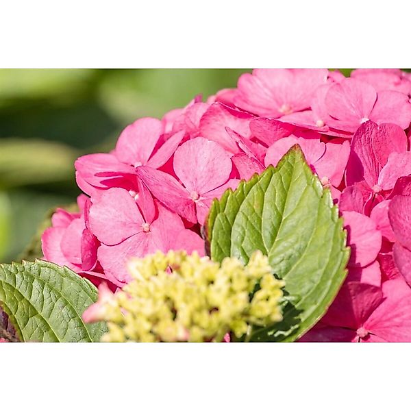 Hydrangea Mac. 'Bouquet Rose' Bauernhortensie 30-40 cm günstig online kaufen