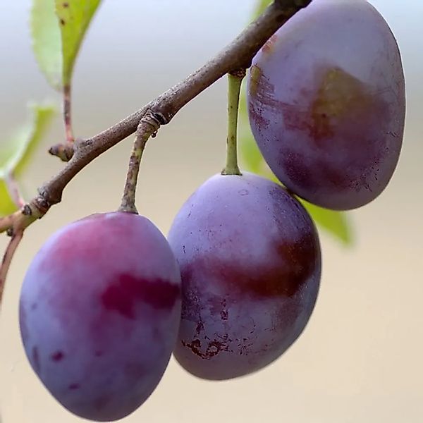 Zwetsche Haroma® 100 - 120 cm Prunus domestica günstig online kaufen