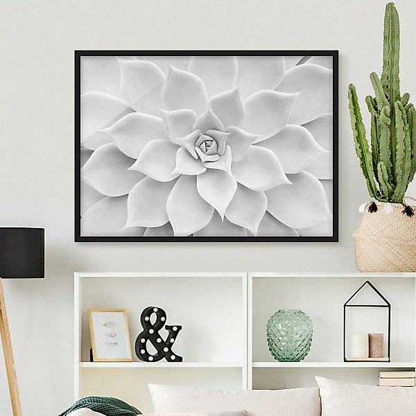 Bild mit Rahmen Blumen - Querformat Kaktus Sukkulente günstig online kaufen