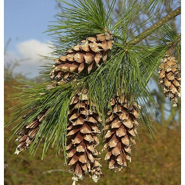 Schwerin Kiefer 80-100cm - Pinus schwerinii günstig online kaufen