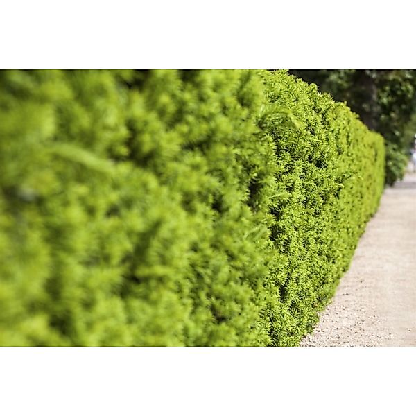 Taxus media 'Hicksii' 100-125 cm günstig online kaufen