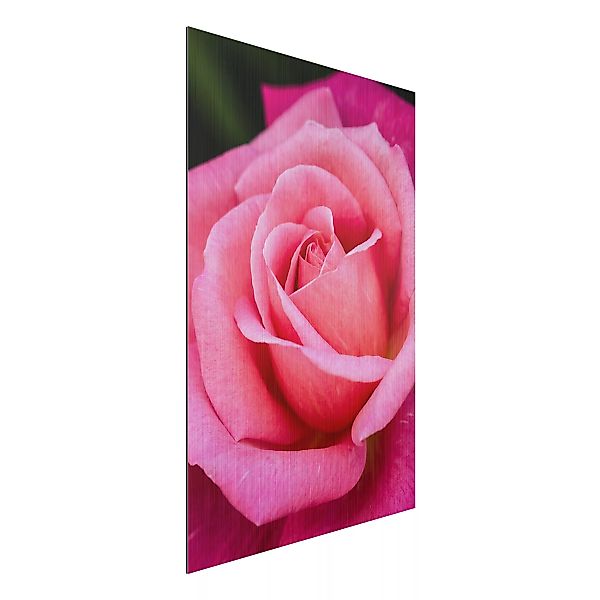 Alu-Dibond Bild Blumen - Hochformat 2:3 Pinke Rosenblüte vor Grün günstig online kaufen