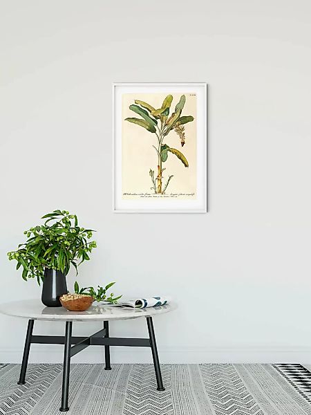 Komar Poster »Rainforest Sapling«, (1 St.) günstig online kaufen