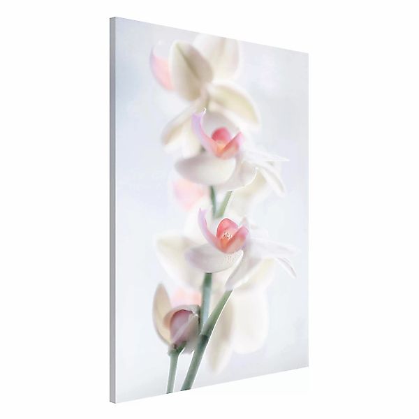 Magnettafel - Hochformat 2:3 Zerbrechliche Orchidee günstig online kaufen