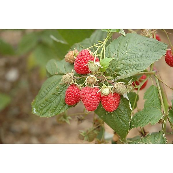 Rubus Idaeus Glen Ample Himbeere 40–50 Cm günstig online kaufen