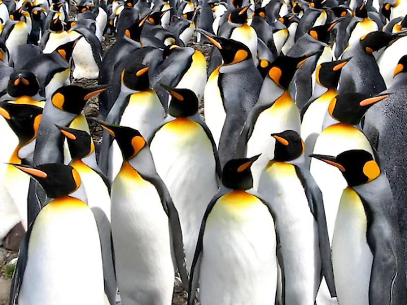 Papermoon Fototapete »Pinguine« günstig online kaufen