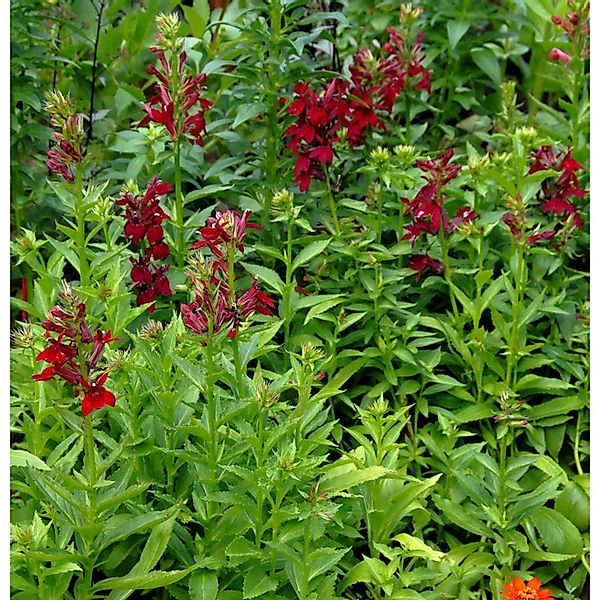 Prachtlobelie Burgundy - Lobelia speciosa günstig online kaufen