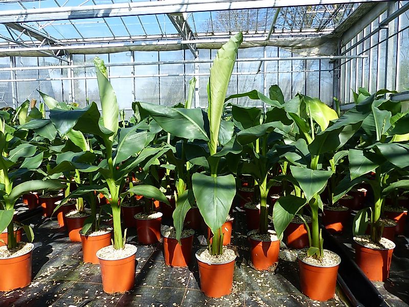 gruenwaren jakubik Bananenbaum Bananenstaude Musa Basjoo 80 - 100 cm winter günstig online kaufen