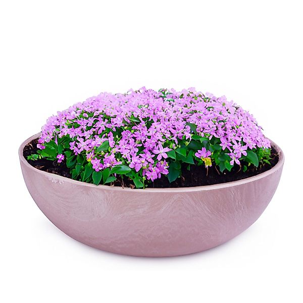 matches21 HOME & HOBBY Blumentopf Pflanzschale günstig online kaufen