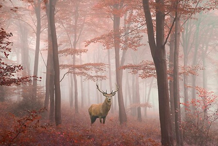 Papermoon Fototapete »Hirsch in Wald« günstig online kaufen