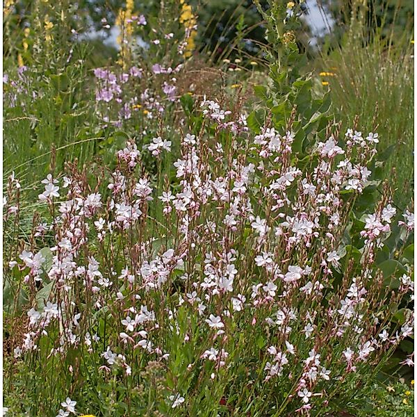 Prachtkerze Cherry Brandy - Gaura lindheimeri günstig online kaufen