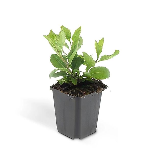Exotenherz Zierstaude Wilde Aster Aster Ageratioides Asran 9cm Topf Set mit günstig online kaufen