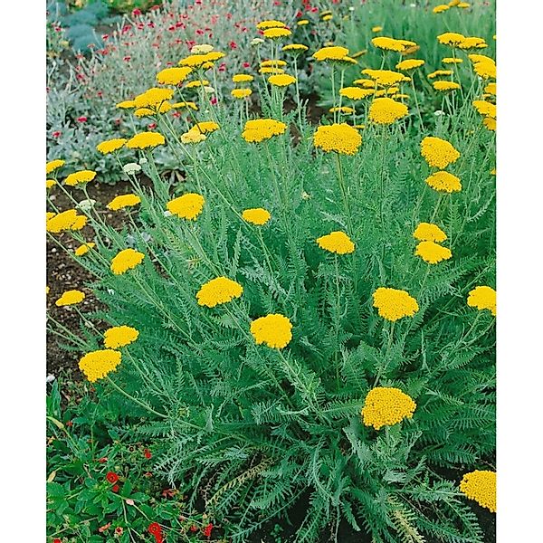 Achillea Clypeolata Schildblatt Schafgarbe Ca. 9x9 cm Topf günstig online kaufen