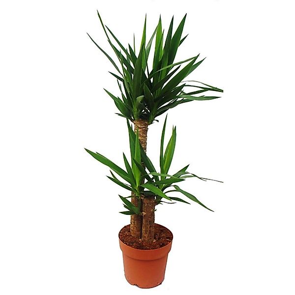 Exotenherz Zimmerpflanze Yucca Palme - Palmlilie - 2 runde Stämme - ca. 80c günstig online kaufen