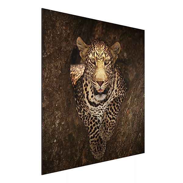 Alu-Dibond Bild Tiere - Quadrat Leopard ruht auf einem Baum günstig online kaufen