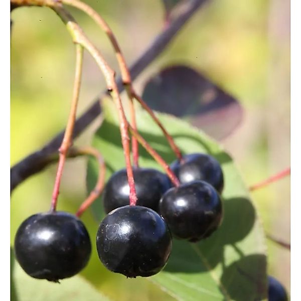 Apfelbeere Aron 100-125cm - Aronia melanocarpa günstig online kaufen