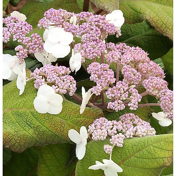 Fellhortensie Taiwans Pink 40-60cm - Hydrangea aspera günstig online kaufen