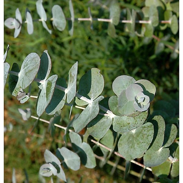 Eukalyptus Baby Blue 40-60cm - Eucalyptus günstig online kaufen