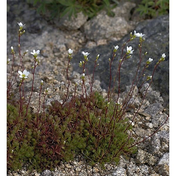 Schattensteinbrech - Saxifraga trifurcata günstig online kaufen