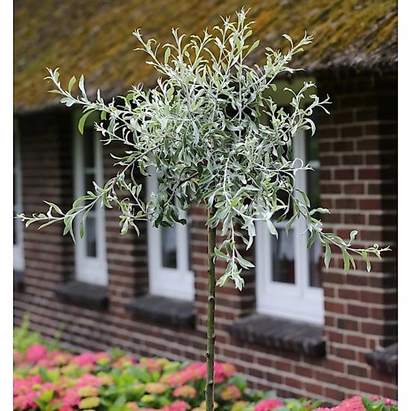 Hochstamm Hängende Wildbirne 80-100cm - Pyrus salicifolia Pendula günstig online kaufen