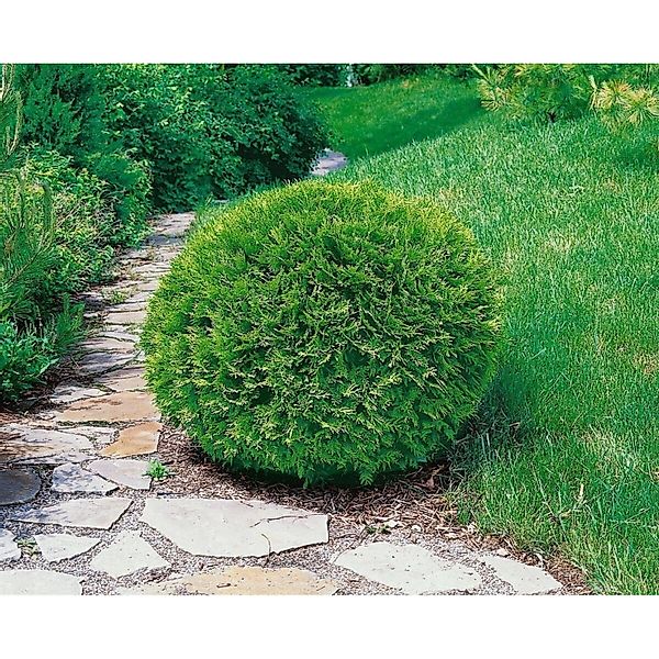 Thuja occidentalis 'Recurva Nana' 50-60 cm günstig online kaufen