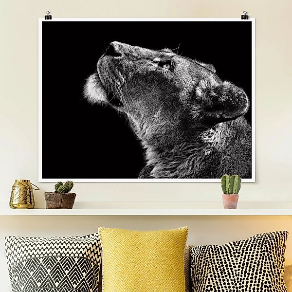 Poster Tiere - Querformat Portrait einer Löwin günstig online kaufen