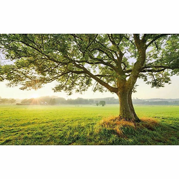 Sanders & Sanders Fototapete Landschaft Grün 450 x 280 cm 612671 günstig online kaufen