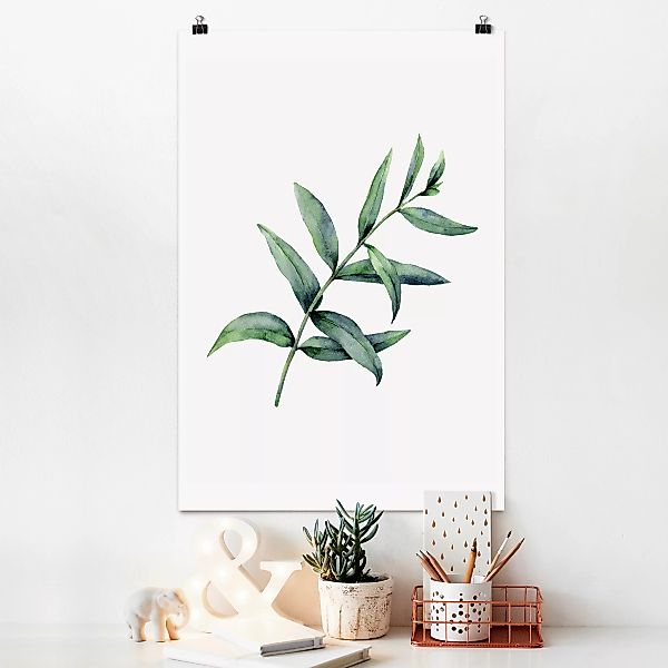 Poster Aquarell Eucalyptus I günstig online kaufen