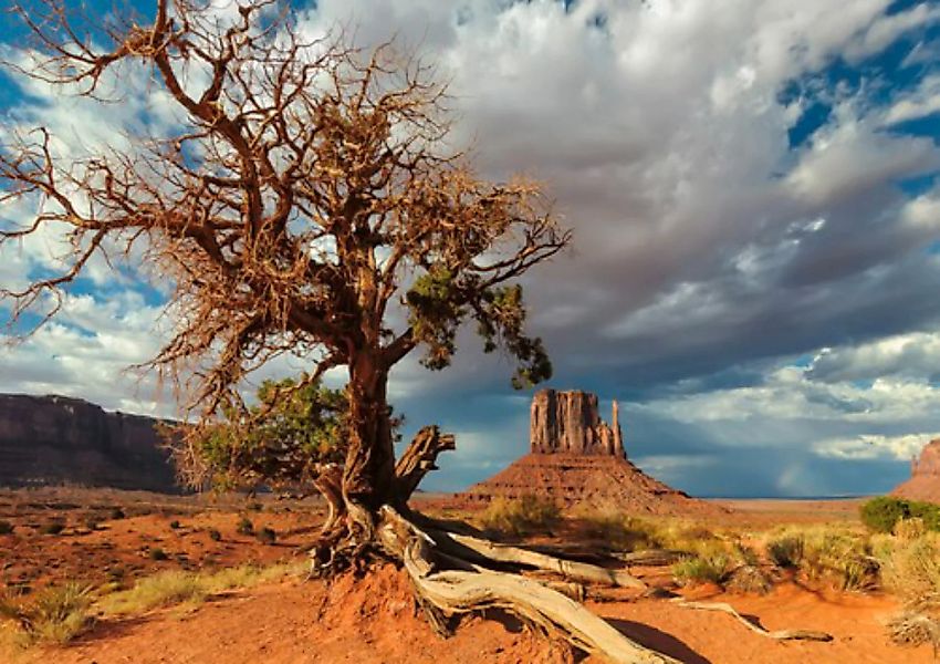 Papermoon Fototapete »Toter Baum in Wüste« günstig online kaufen