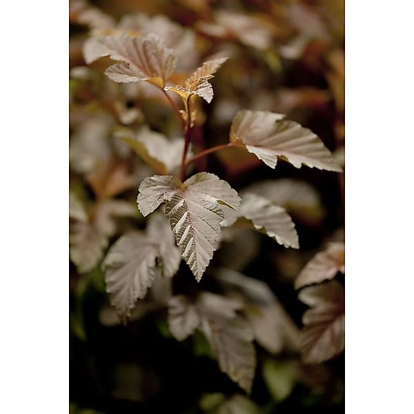 Physocarpus Opulifolius Lady In Red Fasanenspiere Rotlaubig 80 cm Stammhöhe günstig online kaufen