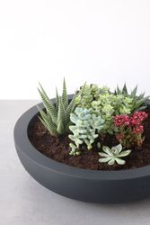 VIVANNO Pflanzschale Fiberglas PLANA Schale - günstig online kaufen