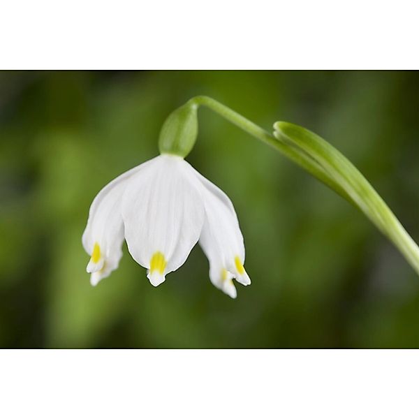 Leucojum Vernum Frühlingsknotenblume Ca. 9x9 cm Topf günstig online kaufen