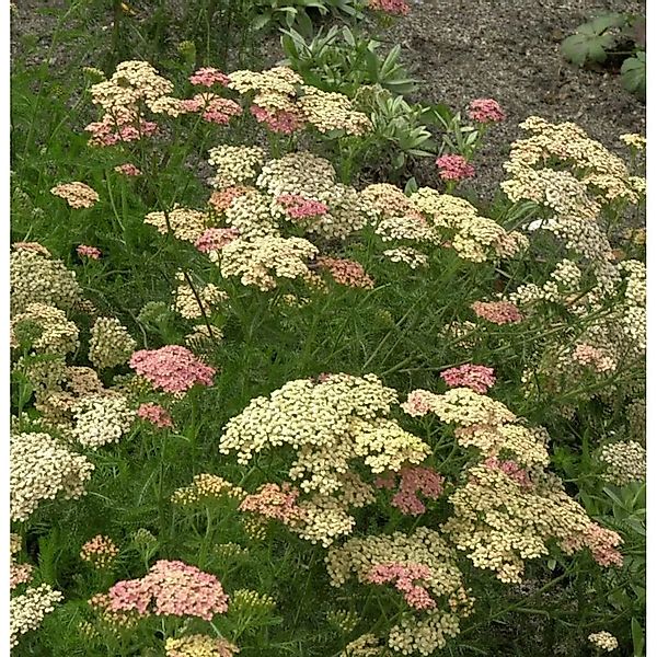 Schafgarbe Lachsschönheit - Achillea millefolium günstig online kaufen
