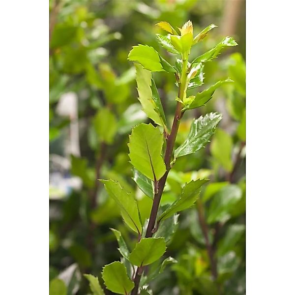 Ilex meserveae 'Blue Prince' -R- 100-125 cm günstig online kaufen