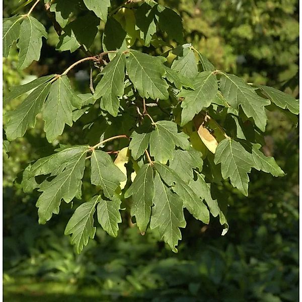 Zimtahorn 40-60cm - Acer griseum günstig online kaufen